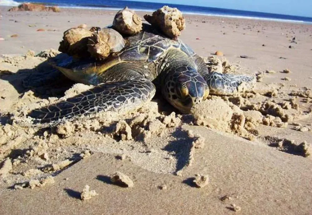Tortuga Verde varada en Playa Verde, Maldonado, con caracoles Rapana venosa adheridos al caparazón