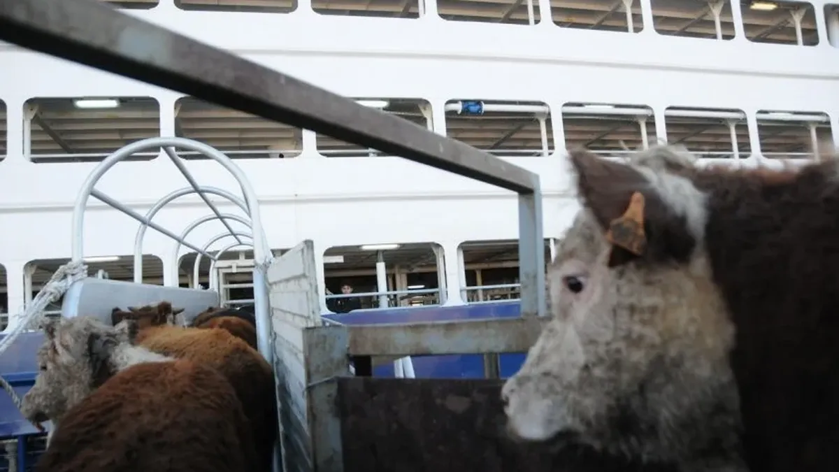 Exportación de ganado en pie: qué hay detrás de la polémica y los argumentos de un lado y del otro