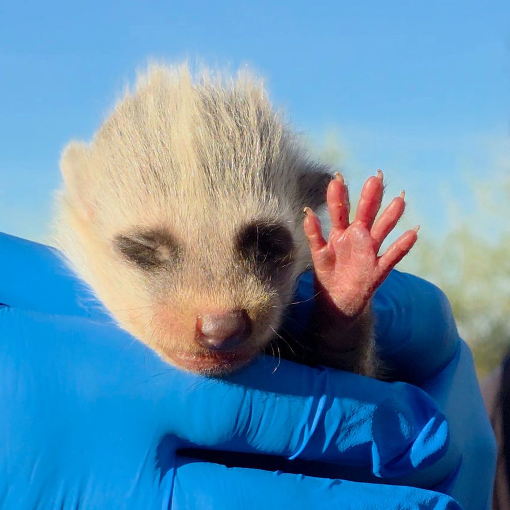 Alternatus Uruguay rescató a un cachorro de mano pelada