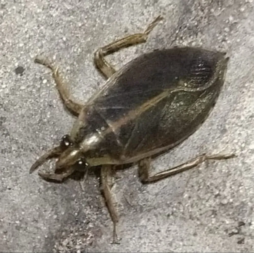 Cucarachas de agua, también conocidas como chinches de agua gigantes