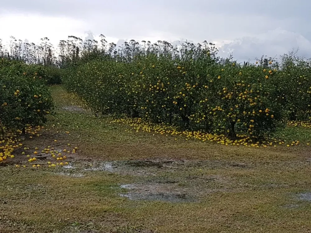 Los seguros para la hortifruticultura promovidos por el MGAP tuvieron subsidios de hasta un 90%