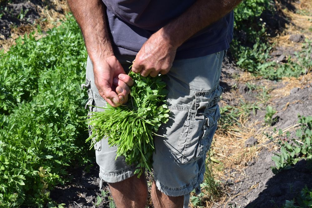 Perejil, uno de los rubros de la nueva Lista Inteligente.