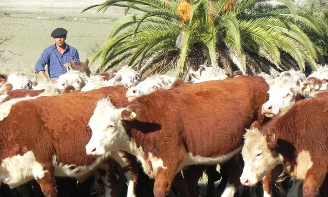Censo agropecuario confirmó la relevancia de la cría de vacunos en Uruguay.