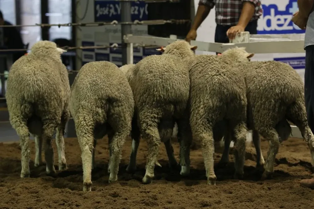 Hubo una atractiva oferta de razas muy demandadas y escasas en Uruguay