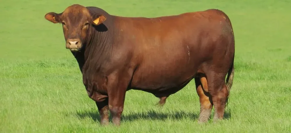 Valdez y Cía conducirá las ventas en el local Los Paraísos, en Rivera