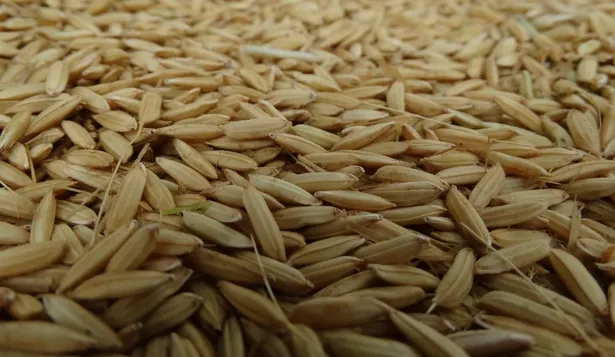 En la última zafra se cosecharon 9.250 kilos por hectárea.ilos por hectárea.
