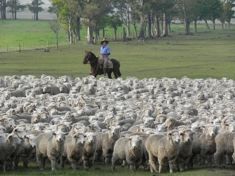 FR: preocupación por varias dificultades en la realidad del rubro ovino.