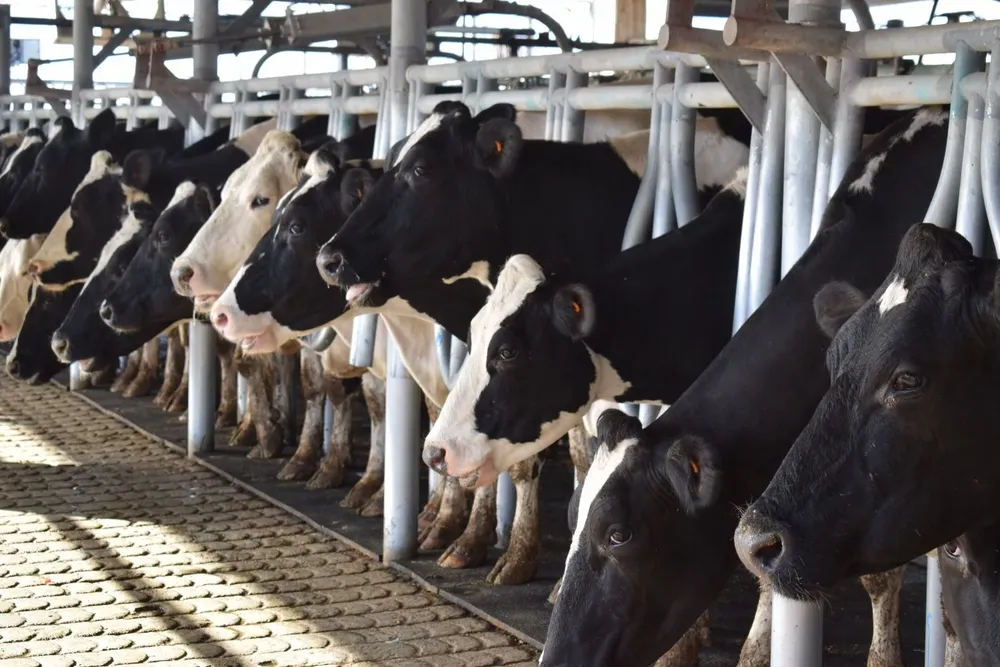 Leche remitida en aumento en todos los indicadores.