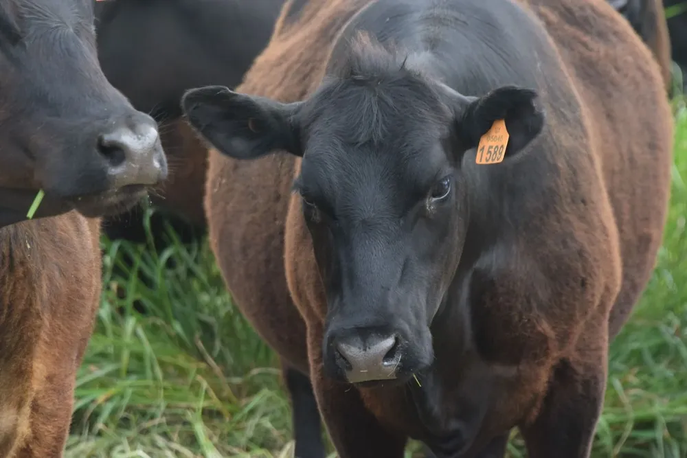 Producción ganadera en Uruguay.