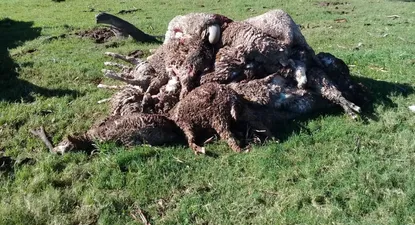 ataque de perros a mas de 200 ovinos reavivo debate sobre sacrificio