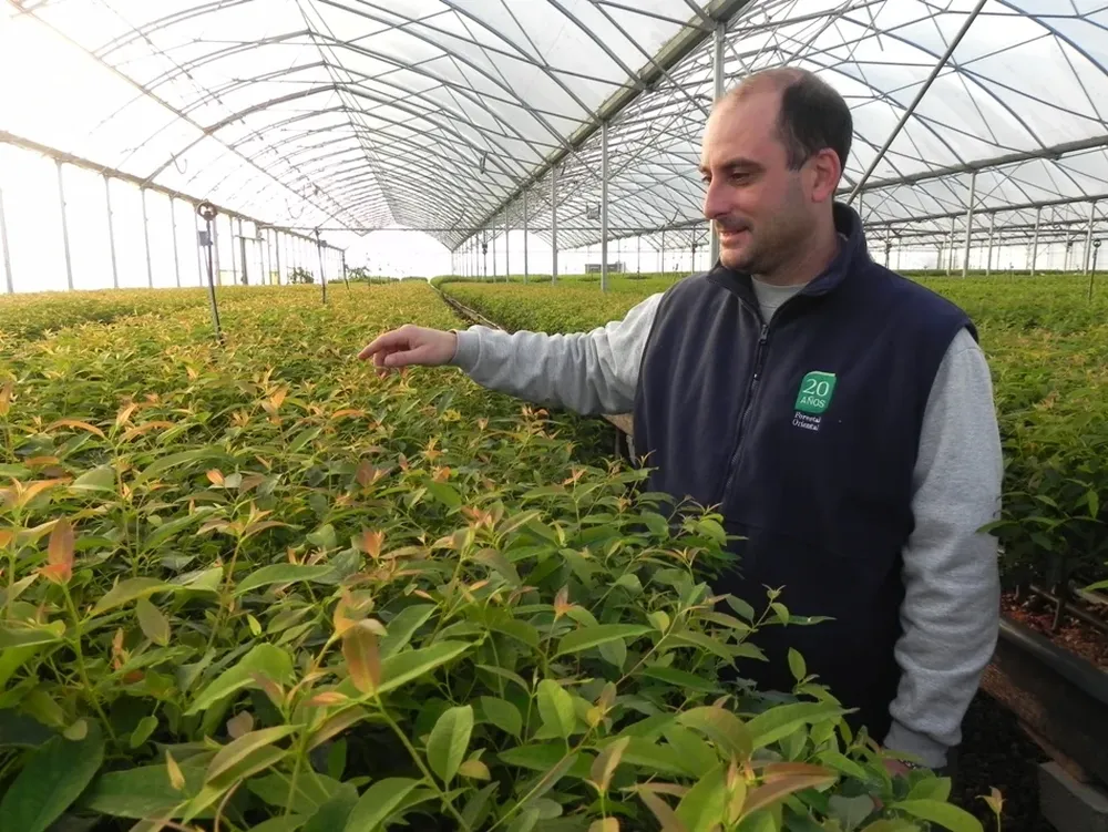 Luis Montanari, supervisor de viveros de UPM Forestal Oriental