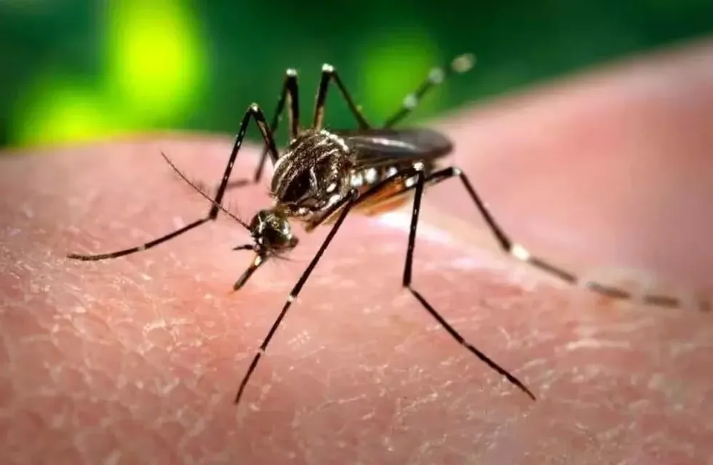 Dengue