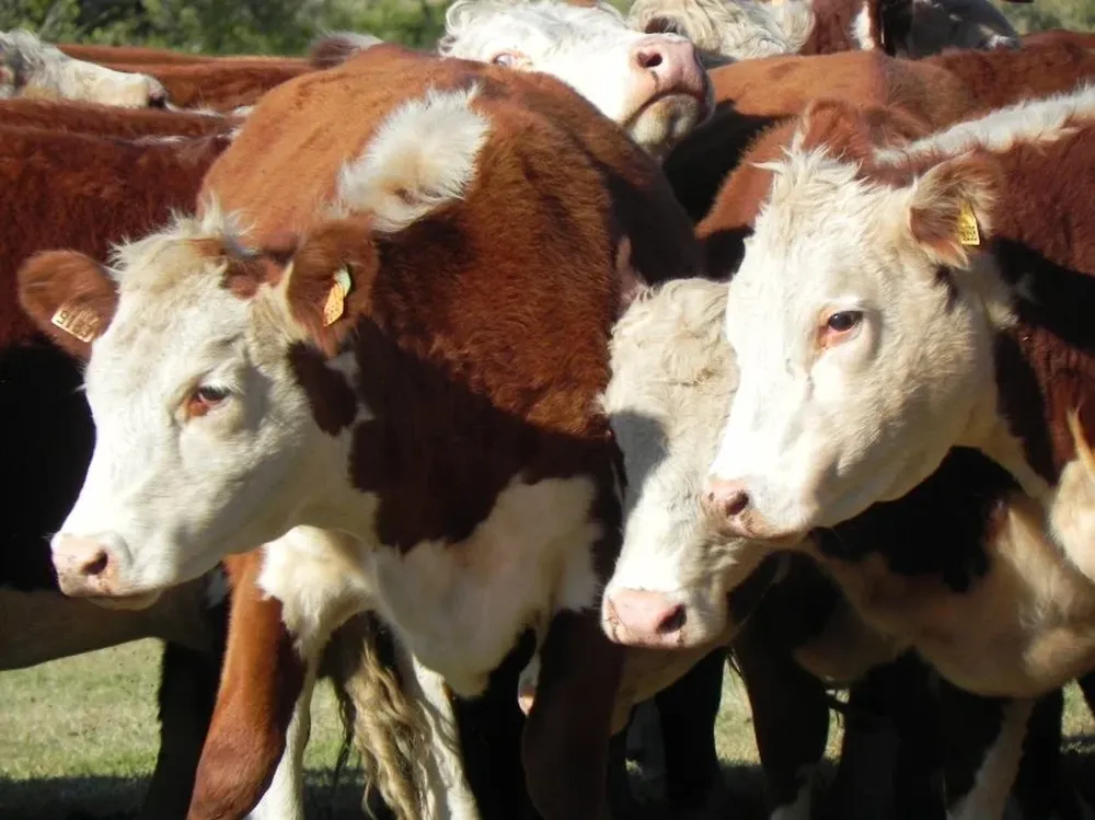En la pista habrá genética nacional y también material producido en otros países.