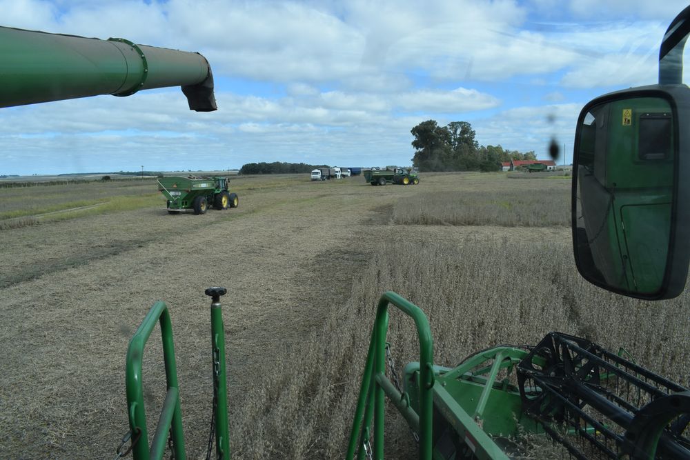 Se aproxima una intensa actividad de cosecha y la soja, como desde hace varios lustros, ocupa la mayor parte del área agrícola de verano.