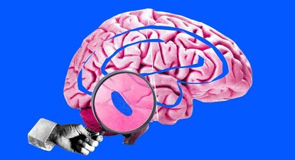 como un pequeno punto azul en nuestro cerebro controla el sueno y genera un enorme interes entre los cientificos