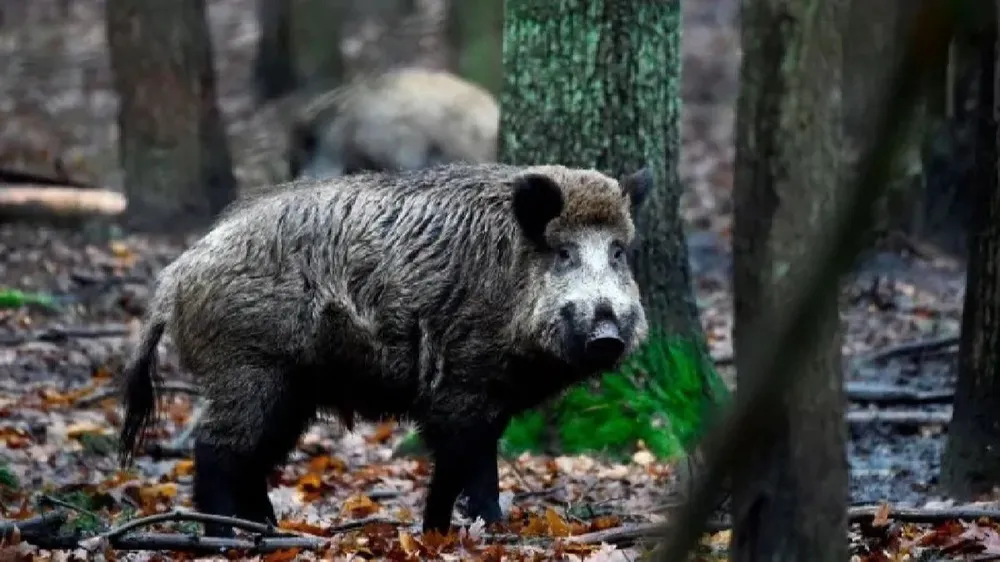 En Alemania se detectó un alto nivel de radioactividad en jabalíes salvajes