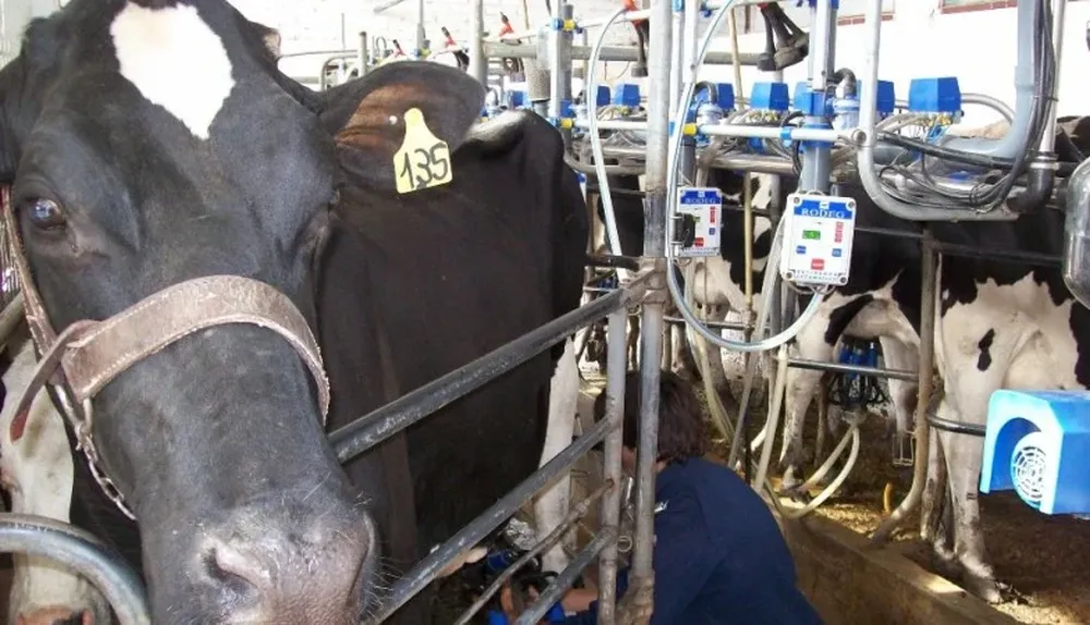 En menos tambos se produce más y mejor leche