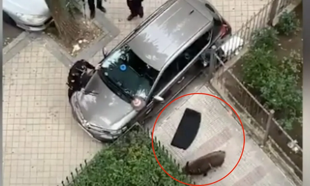 El jabalí de 100 kilos que atemorizó a los vecinos de Vallecas, en Madrid