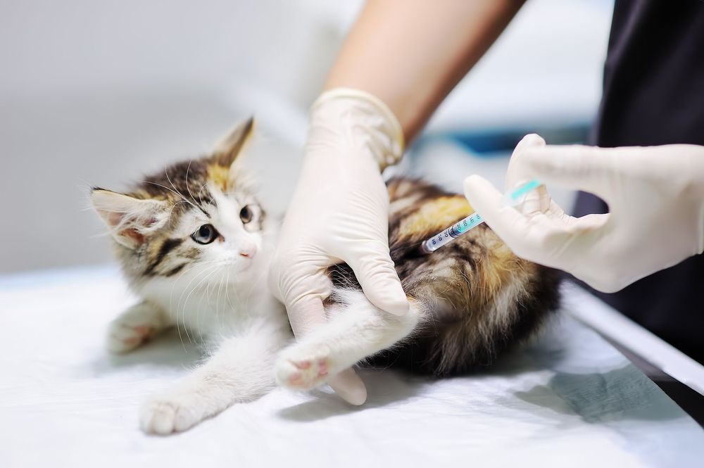 Vacunar a gatos y perros, todos los años, es una de las recomendaciones de las autoridades.