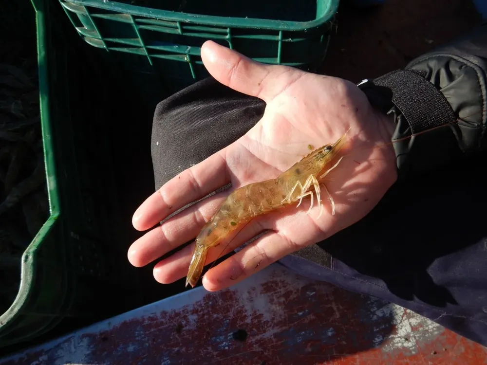 Camarones con el tamaño adecuado para ser capturados.