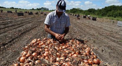 Empresas granjeras: crecimiento en el sector hortícola.