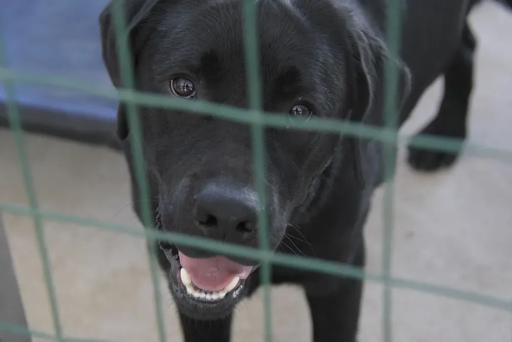 Campaña de concientización contra la pirotecnia