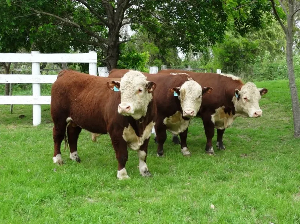 El trabajo reproductivo de los toros en una computadora en tiempo real