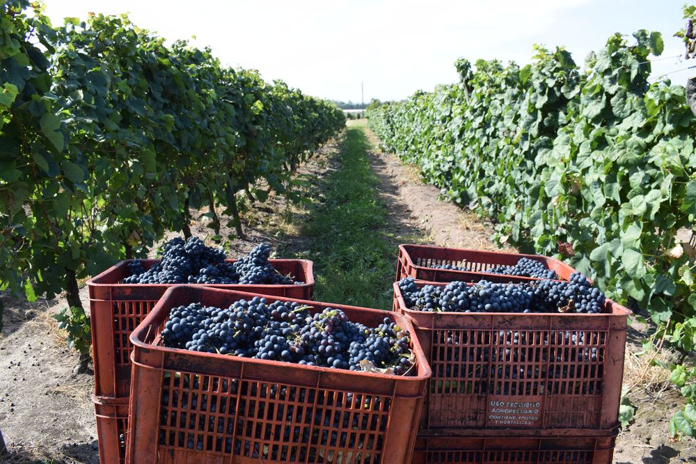 Vendimia, en un sistema productivo en Canelones.