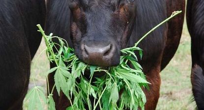 El Observador | cannabis-reduce-el-estres.jpg