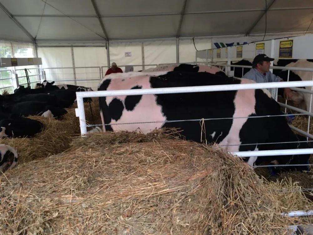 Las razas lecheras fueron instaladas en la zona del Vivero Municipal.