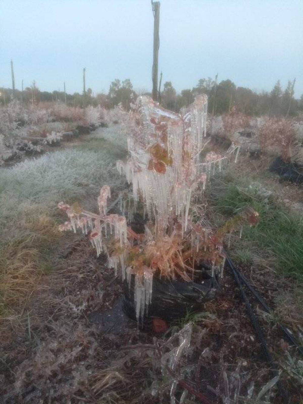 Temperaturas mínimas en todo el país