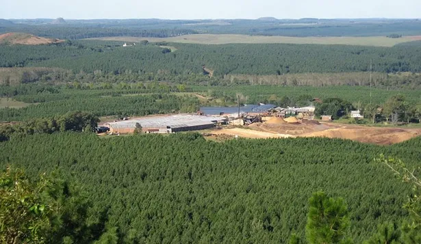 Plantación forestal (archivo).