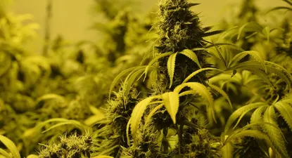 Canadienses adquieren empresa uruguaya de Cannabis Cannapur