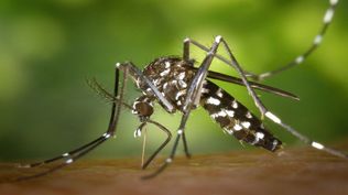 Mosquito aedes ageypti. Archivo