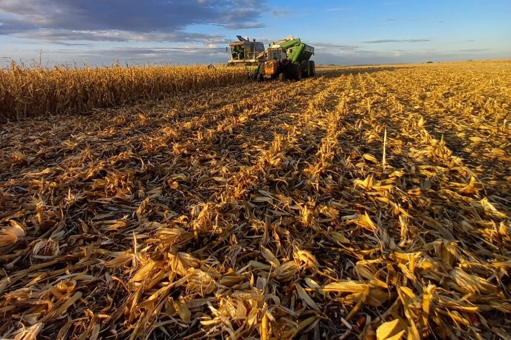 La sequía y el calor golpean la cosecha