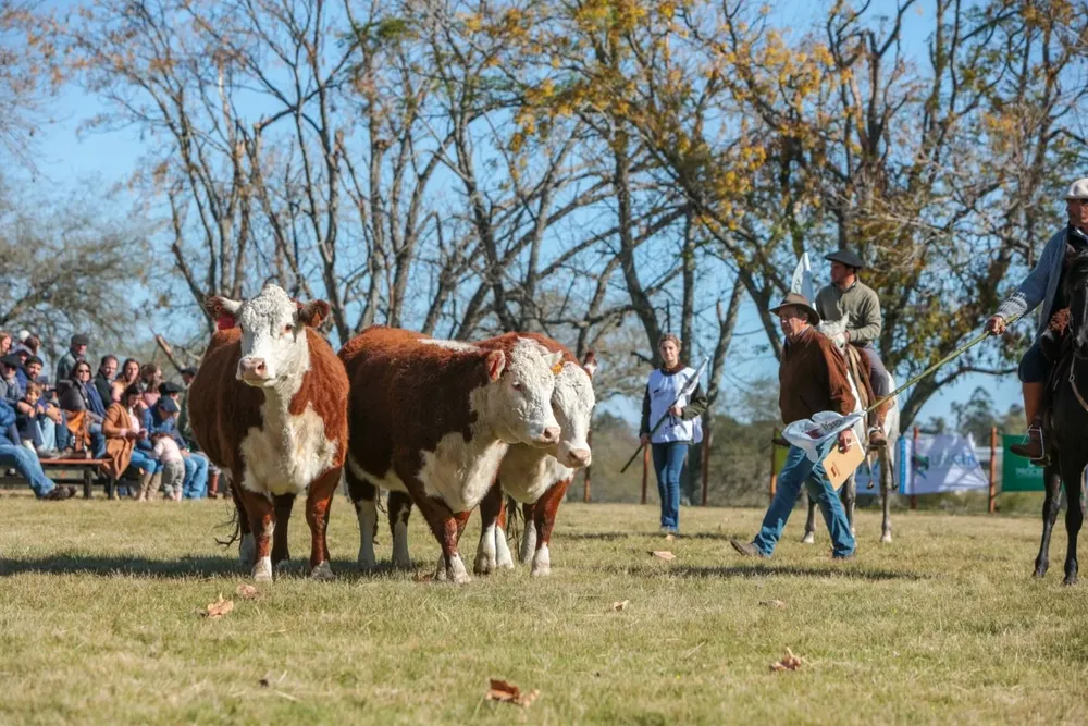 La exposición de Hereford se realizó en Soriano.