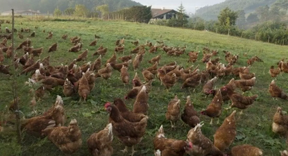 Las gallinas deberán ser encerradas en corrales en 40 municipios de Galicia.