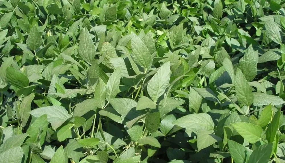 El elemento que baja el ánimo sigue siendo el factor precio