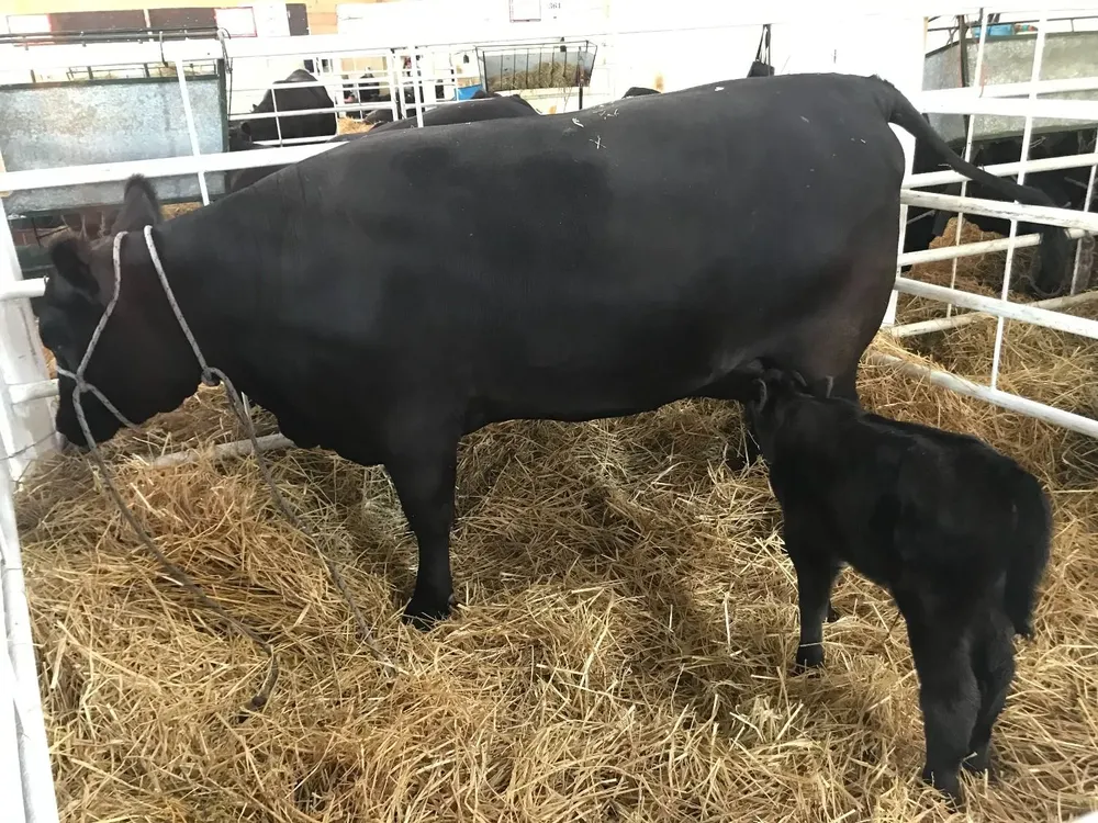 El ternero que nació hace 24 horas.