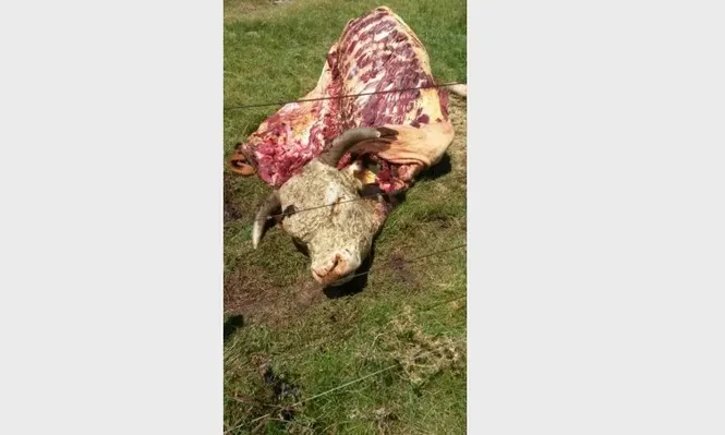 El toro fue muerto de un tiro y luego le sacaron la carne