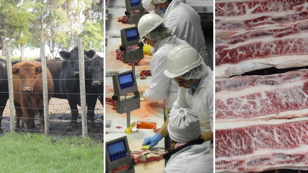 Carnes: la cadena agroindustrial cárnica de Uruguay rumbo a un récord.