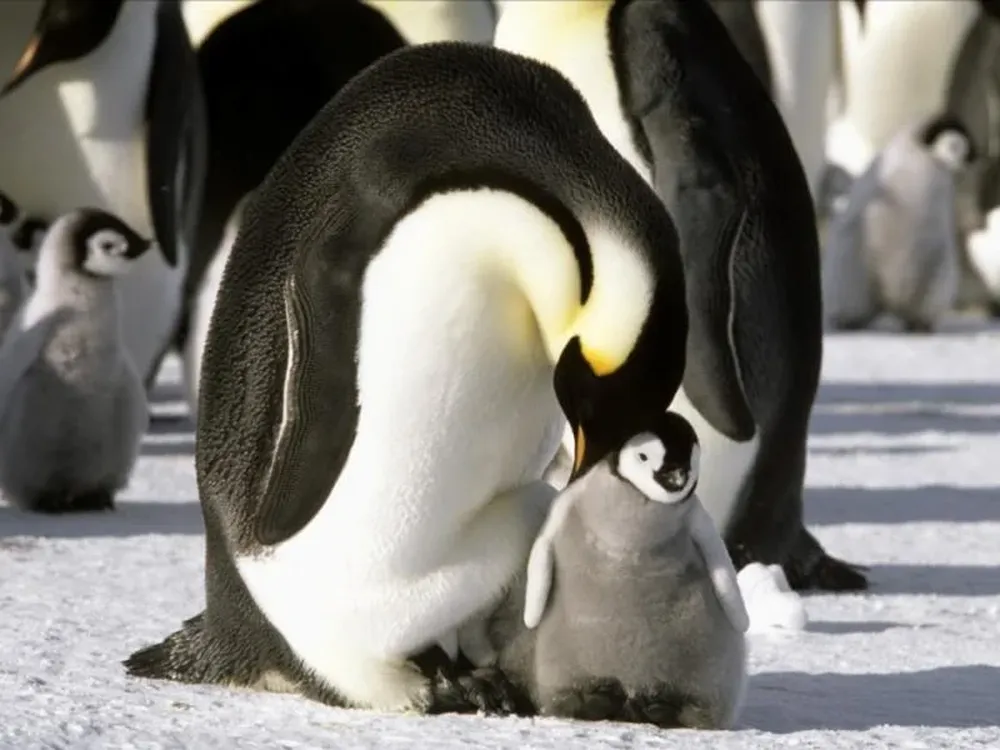 La marcha de los pingüinos de Luc Kacquet se exhibirá el jueves 6 a las 22 horas en Malvín