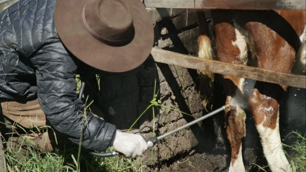 BROU y una nueva asistencia financiera, esta vez para atender un problema en sanidad ganadera.