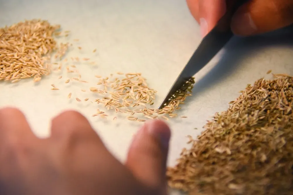 La zafra de pasturas forrajeras fue muy buena y hubo una alta demanda por semillas, dijo José Ignacio Otegui.