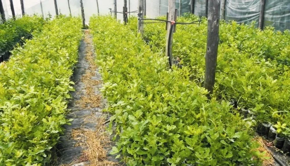 Los viveros forestales cumplen un papel clave en la producción.