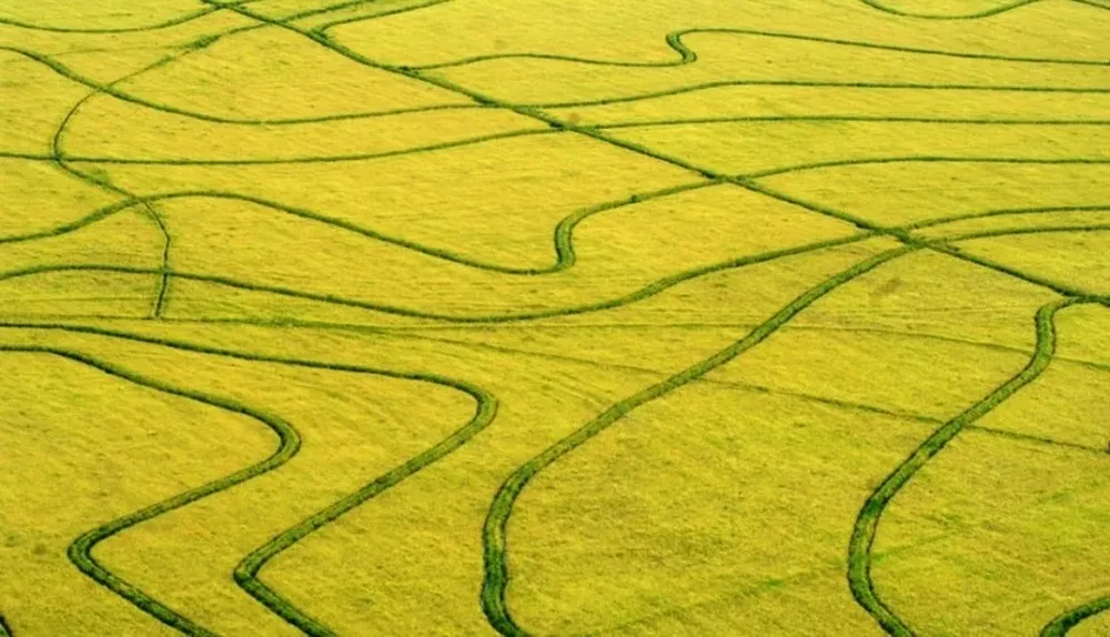 El área de siembra cayó y será la menor desde 2008/09