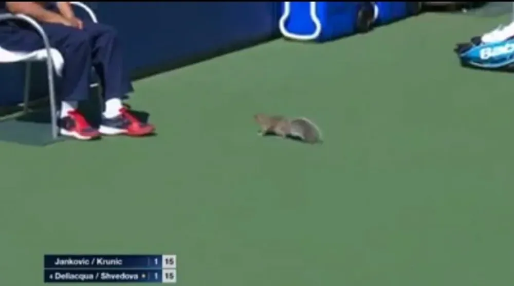 La ardilla en el US Open