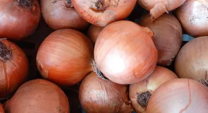 El Observador | 0010516264.webp