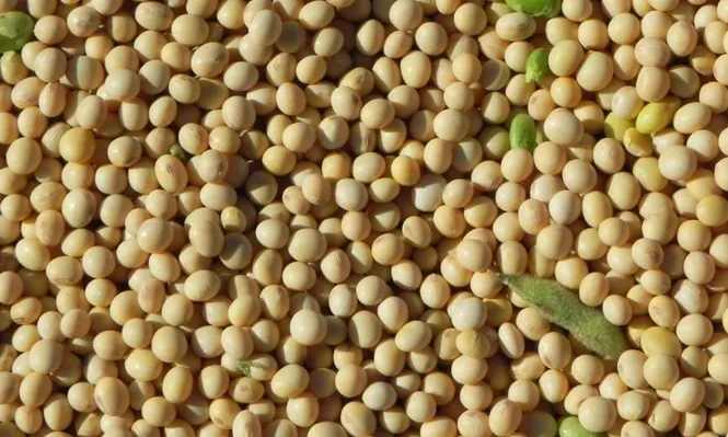 China ha sido imparable como importador mundial de porotos de soja