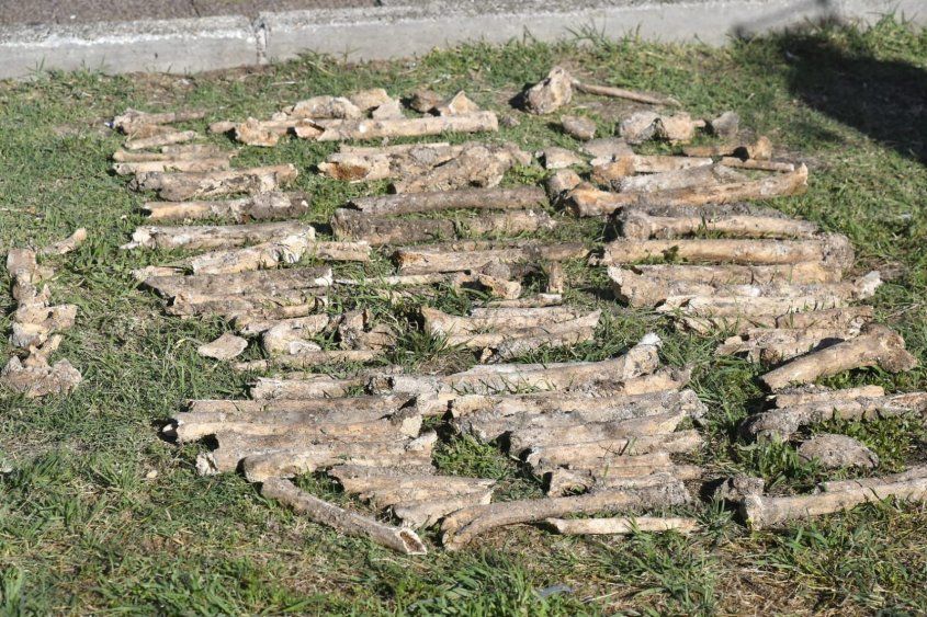 Restos óseos hallados cerca del Museo Oceanográfico